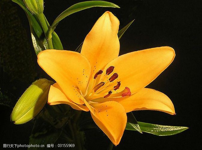位图植物摄影写实花卉花朵百合免费素材