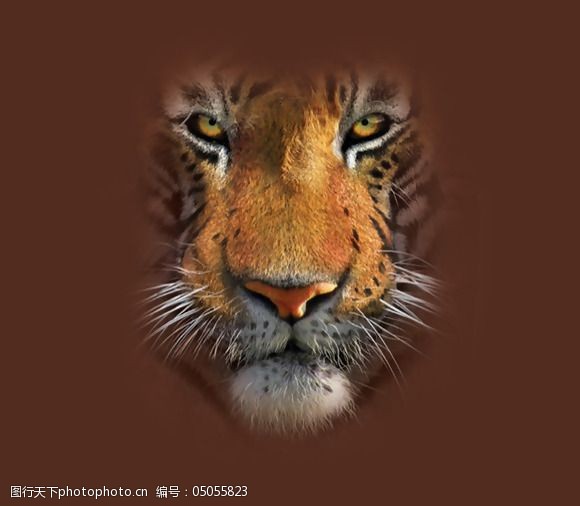 位图动物动物特写老虎色彩免费素材