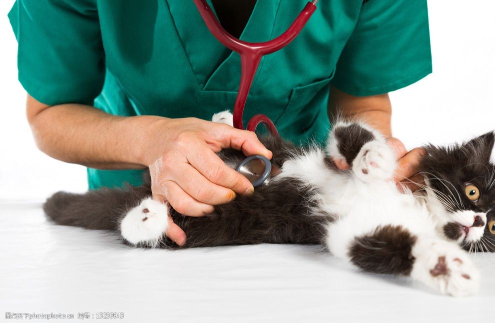 关键词:宠物医院 宠物医生 宠物 看病 治疗 猫咪 小狗 兽医 医疗护理