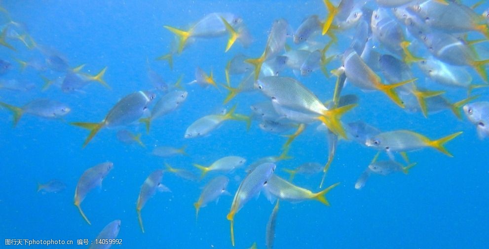 关键词:帕劳风情 鱼儿 海水 景色 大海 清澈 鱼类 生物世界 摄影 72