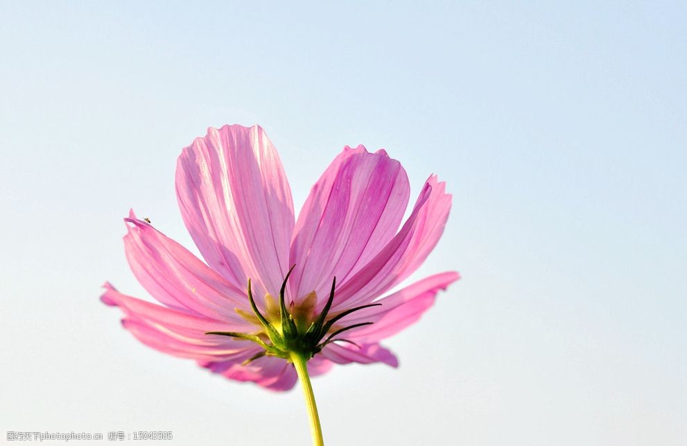 花卉 粉红色 花朵 单花 天空背景 特写 摄影 花草 生物世界 300dpi