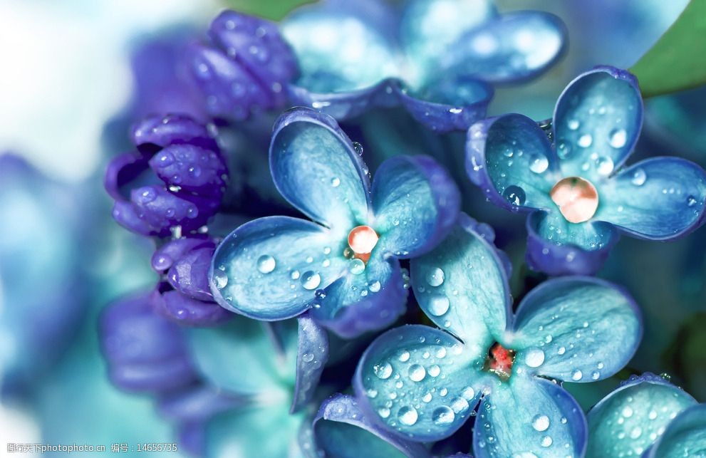 唯美蓝紫色花朵水珠图图片