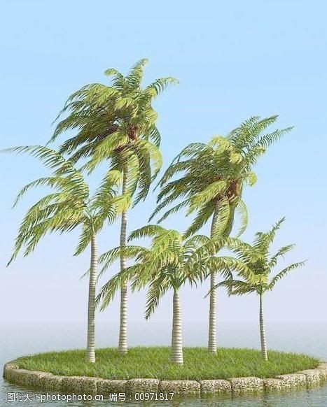 被风吹后的椰子树coconutpalm02-wind