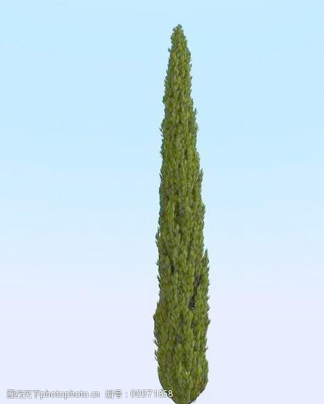 高精细柏树模型cypress1_016