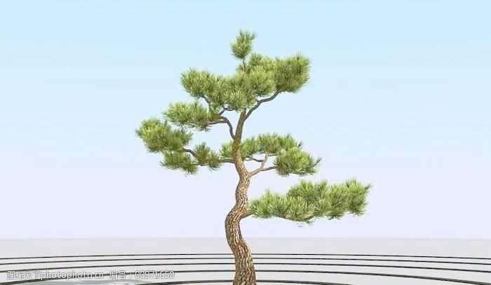 关键词:010 pine bonsai 高精细杨松树免费下载 植物模型 松树盆栽