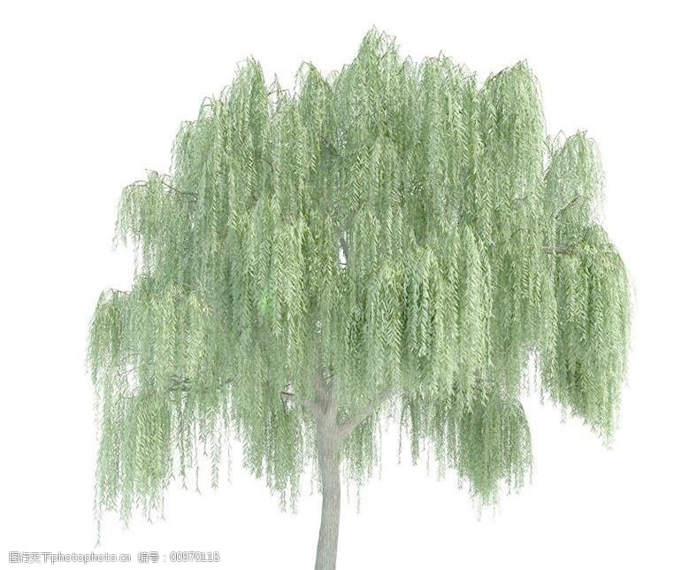 柳树salixtree(带贴图)