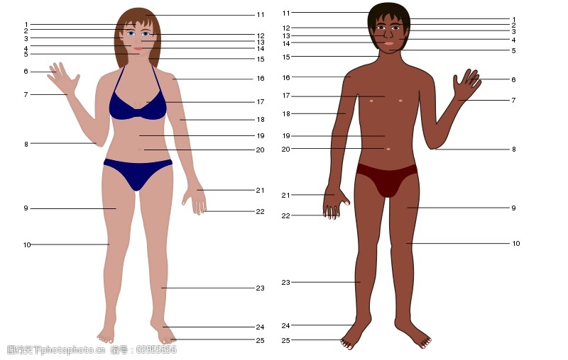 关键词:人体男女数免费下载 教学    学习 英语 解剖 身体的一部分