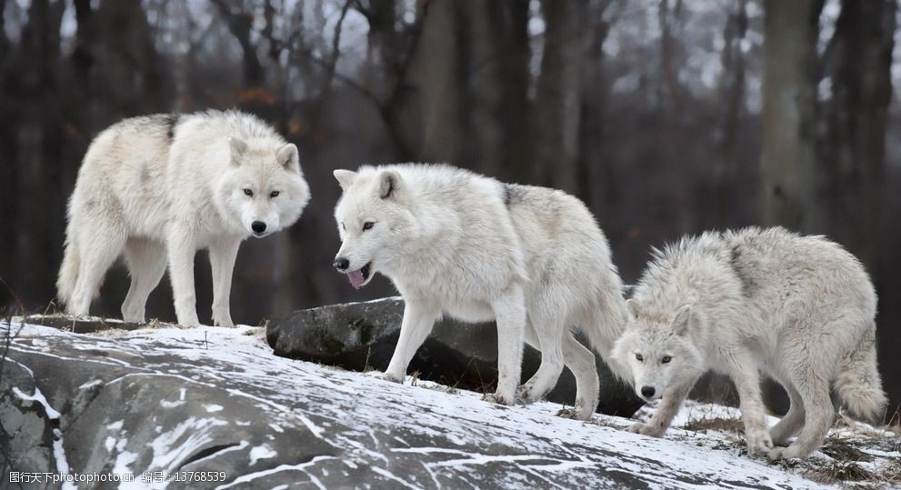关键词:北极狼 白色的狼 白狼 野狼 白色狼 野生狼 野生动物 生物世界