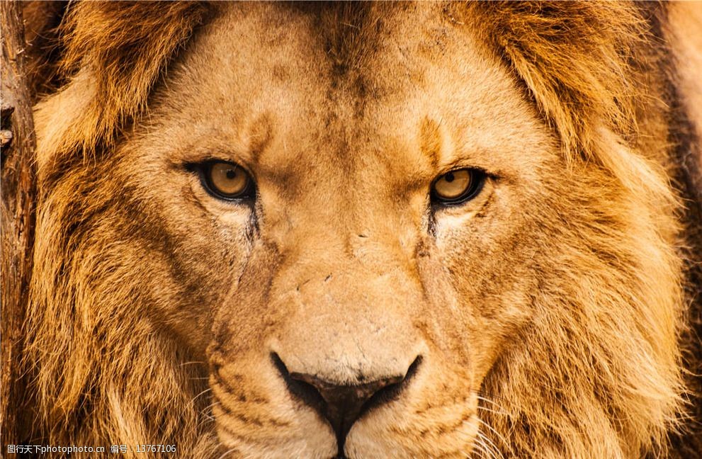 狮子 雄狮 狮子王 森林之王 lion 公狮子 野生动物 生物世界 摄影 300