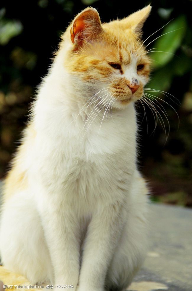 关键词:孤独的小黄猫 孤独 小黄猫 站立 可爱 优雅 家禽家畜 生物世界