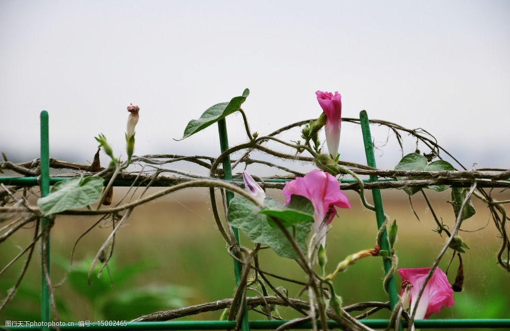 牵牛花图片