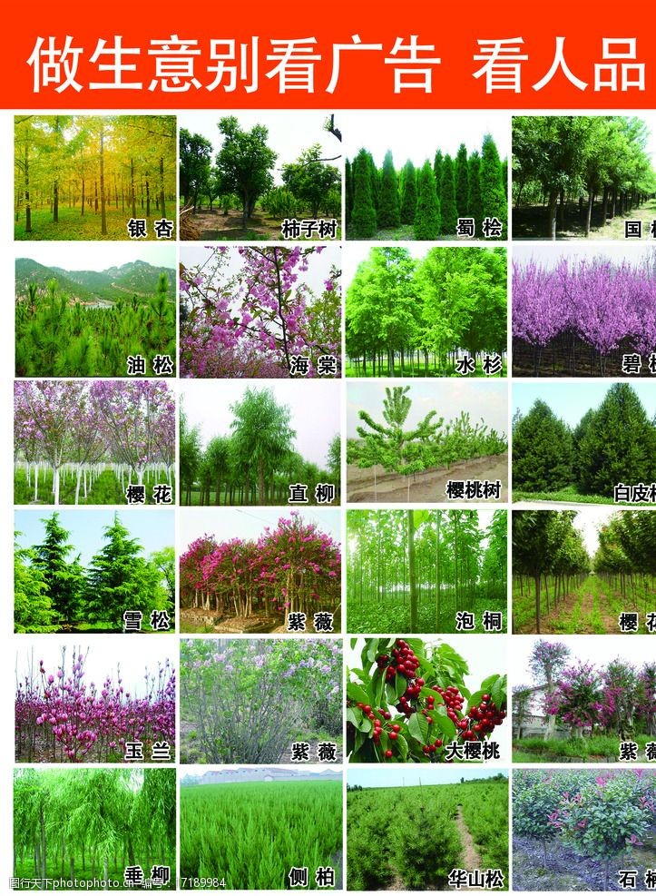 关键词:苗木基地 苗木 树林 批发 树苗 花朵 dm宣传单 广告设计 设计