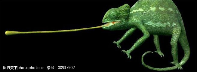 吐舌变色龙游戏模型