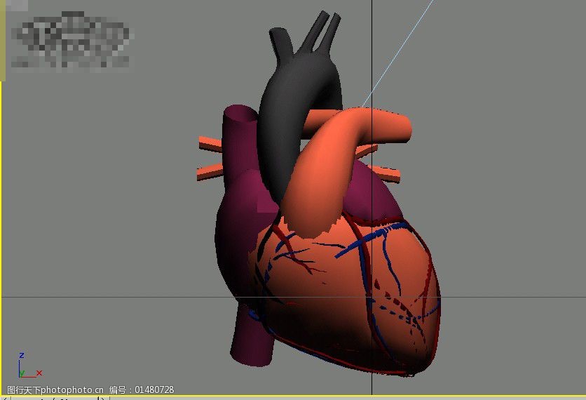 心脏的模型