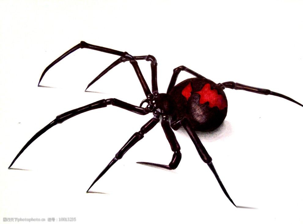 关键词:圆珠笔画 蜘蛛 手绘 昆虫 黑寡妇蜘蛛 原创手绘 生物世界 设计