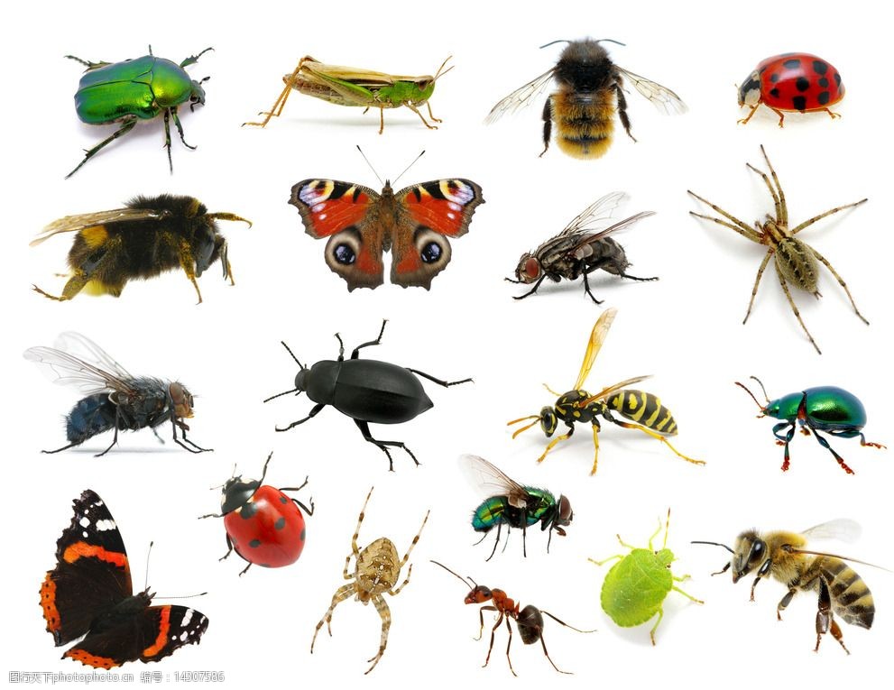 甲虫 黄蜂 蝴蝶 金龟子 蜘蛛 蚂蚁 蜜蜂 苍蝇 蝗虫 昆虫 虫子 生物