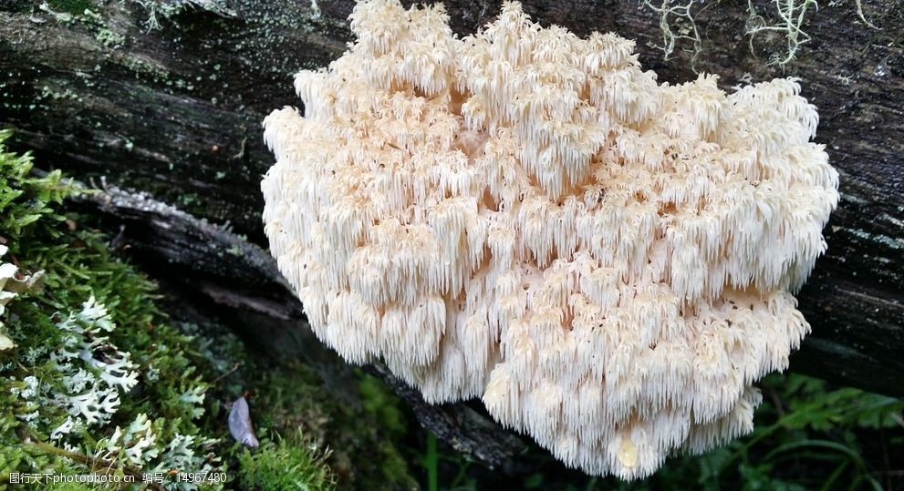 关键词:刷把菌 野生 菌类 白色 食用 云杉 花草植物 花草 生物世界