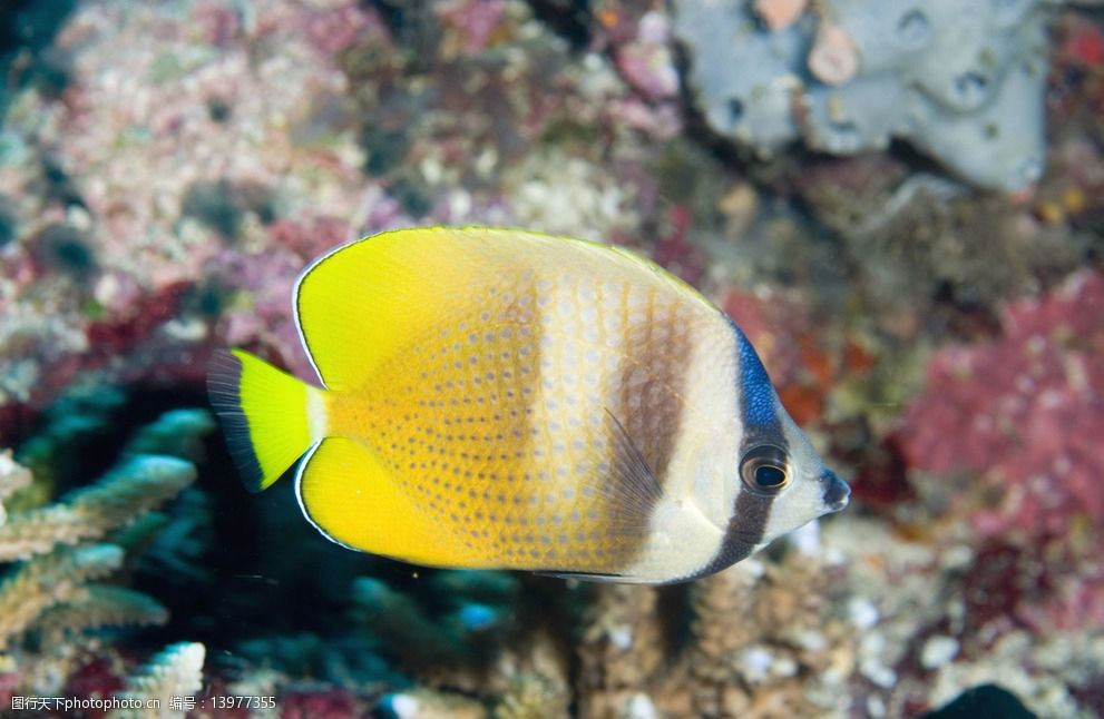 热带鱼海洋海洋生物图片