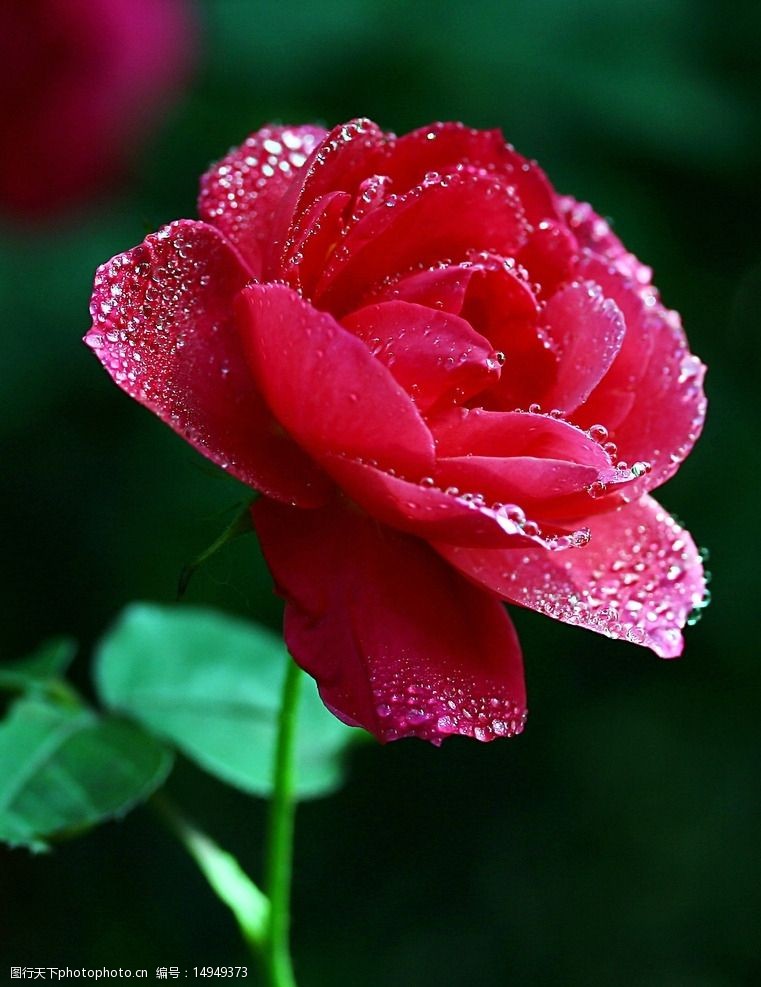 月季花 水珠 摄影 花卉 植物 生物世界 jpg 红色 花朵 花草 玫瑰 72