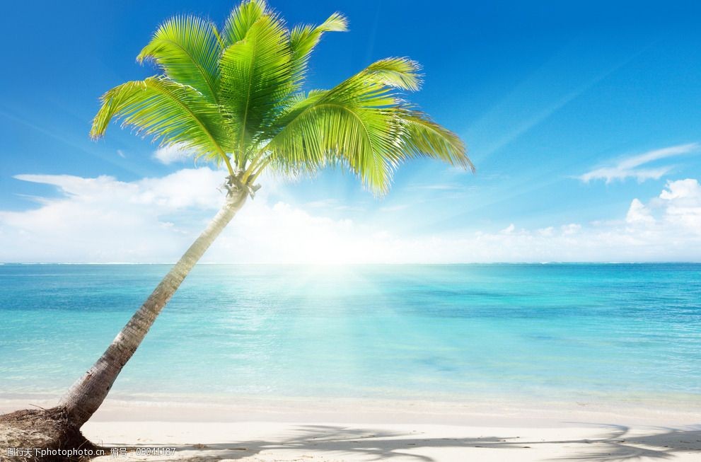 关键词:海边的椰子树 大海 椰子树 日出 蓝天 沙滩 背景 设计 自然