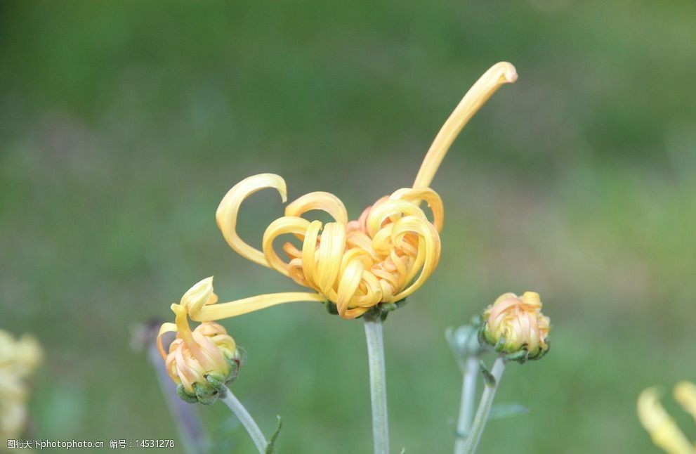 菊花花蕊图片