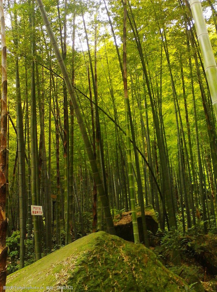 关键词:永川茶山竹海 茶山 竹海 永川 竹 竹子 十面埋伏 摄影 生物