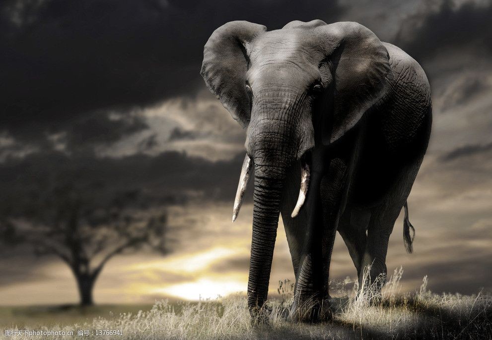 非洲大象高清摄影图片