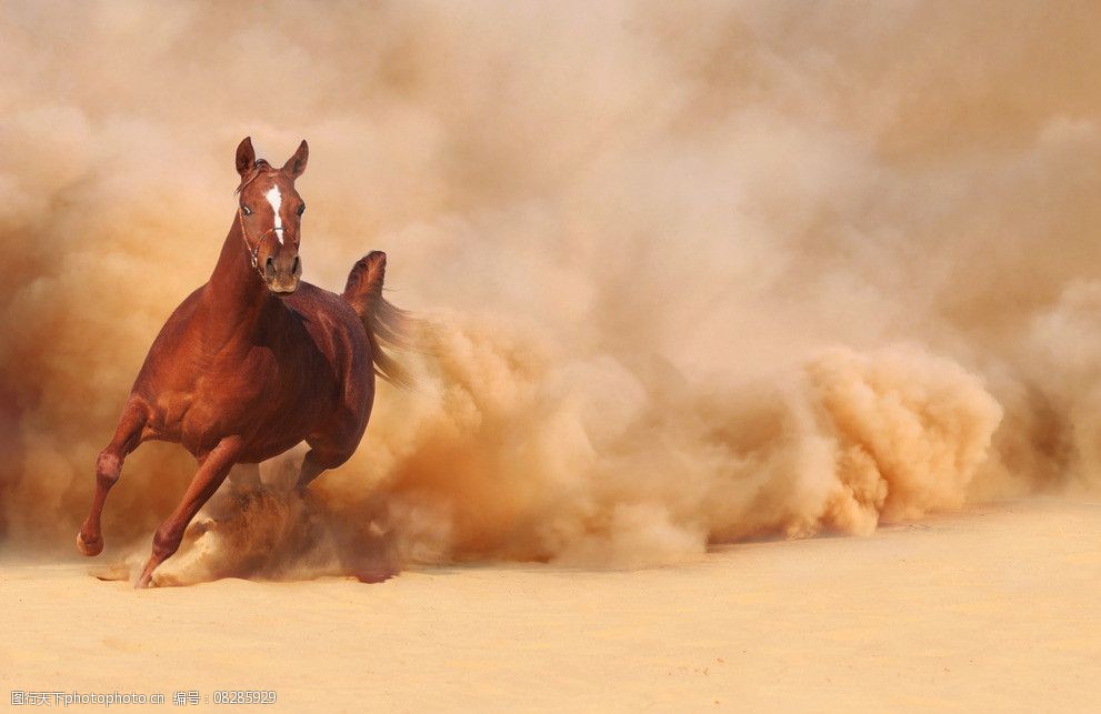 奔跑的骏马图片