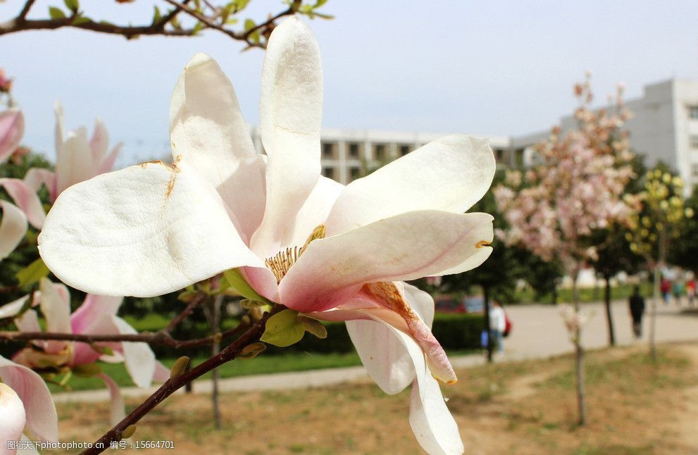 自然风景白玉兰图片