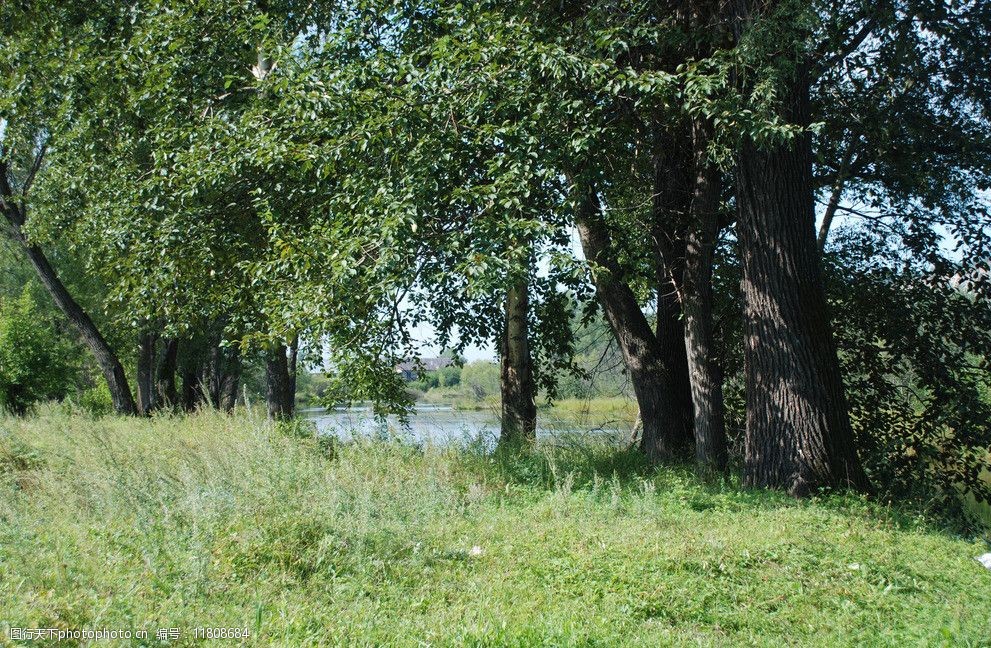 关键词:不冻河树林 根河市 夏天 不冻河 树林 草丛 柳树 小河 风景