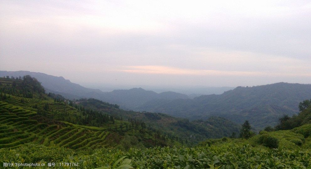 风景茶山茶叶图片