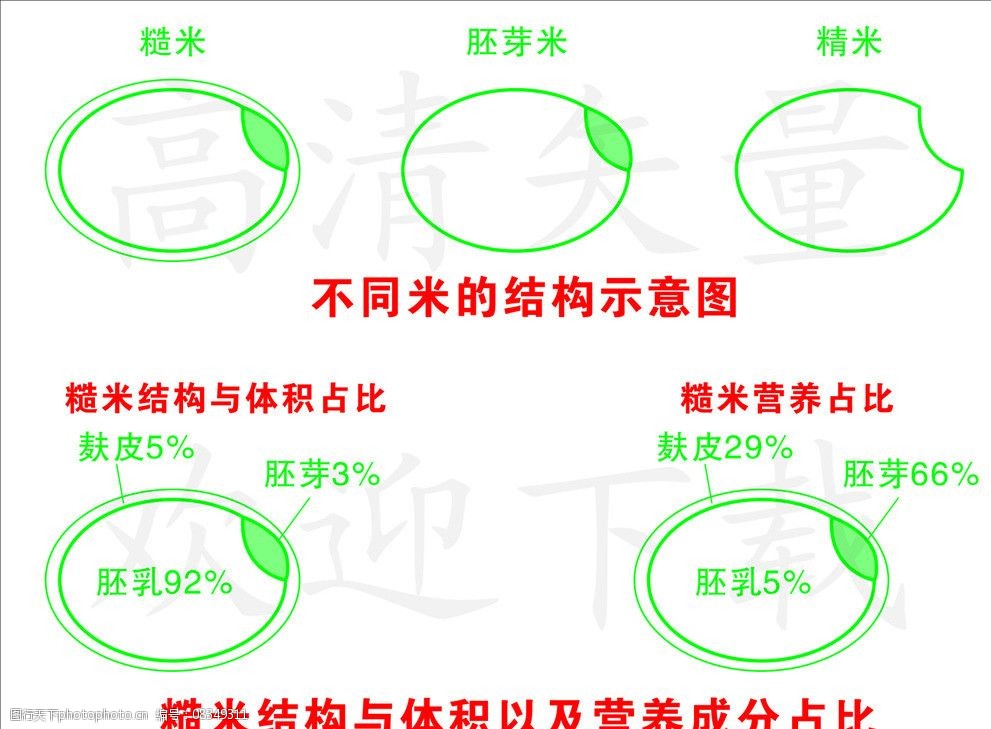 糙米结构图图片
