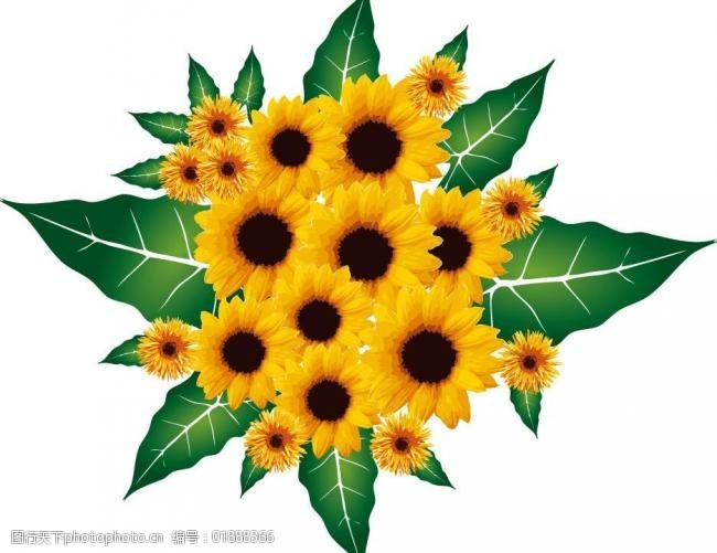 向日葵绿叶花纹背景图片