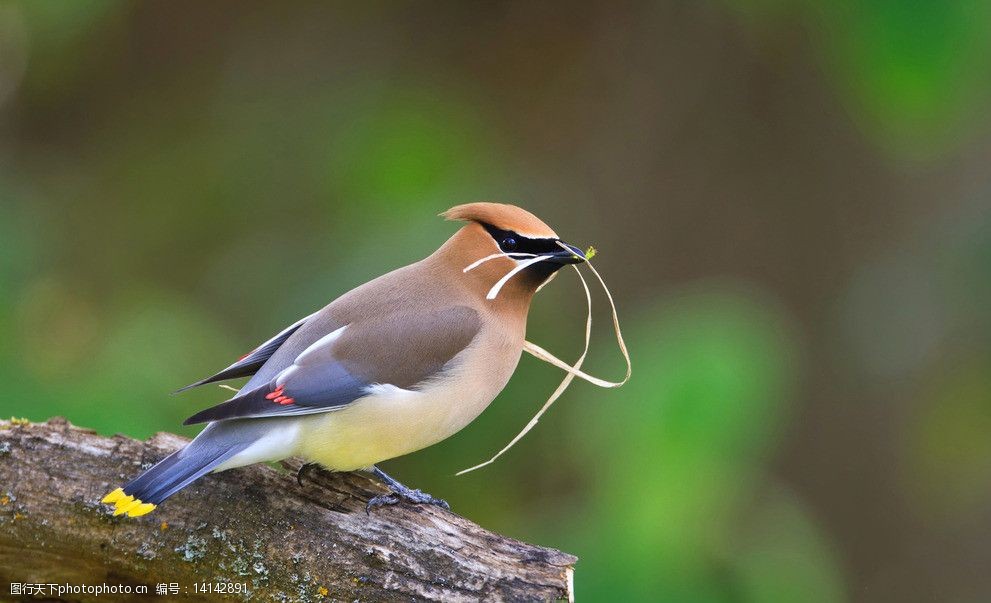 设计图库 生物世界 鸟类   上传: 2013-10-30 大小: 2.