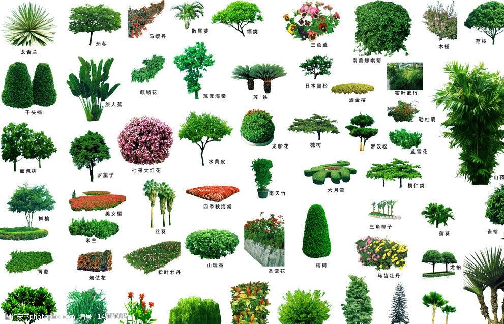 绿化树木大全名称图片