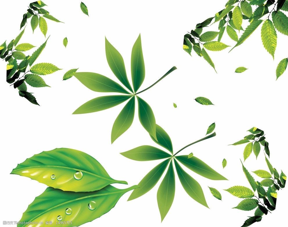 树叶素材图片
