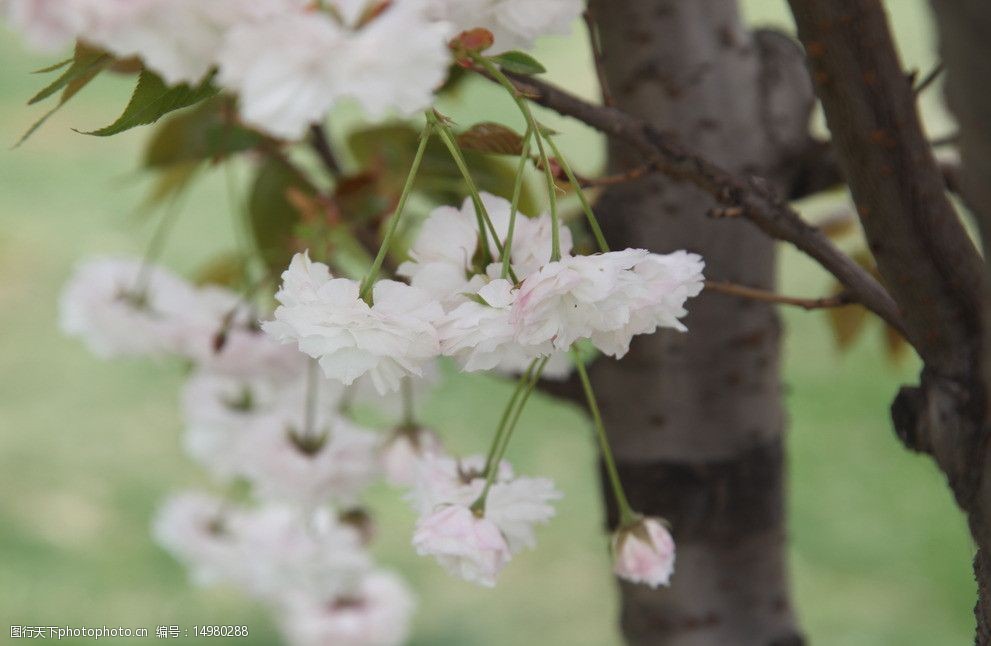 關鍵詞:櫻花特寫 櫻花 櫻花節 春天 粉紅花瓣 花朵 花蕊 綠葉 植物