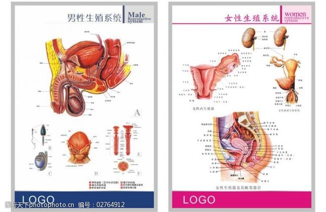 生殖图生殖器图片