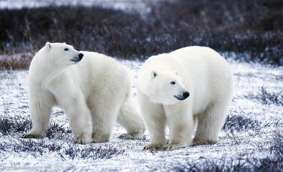 北极熊的照片大全大图图片