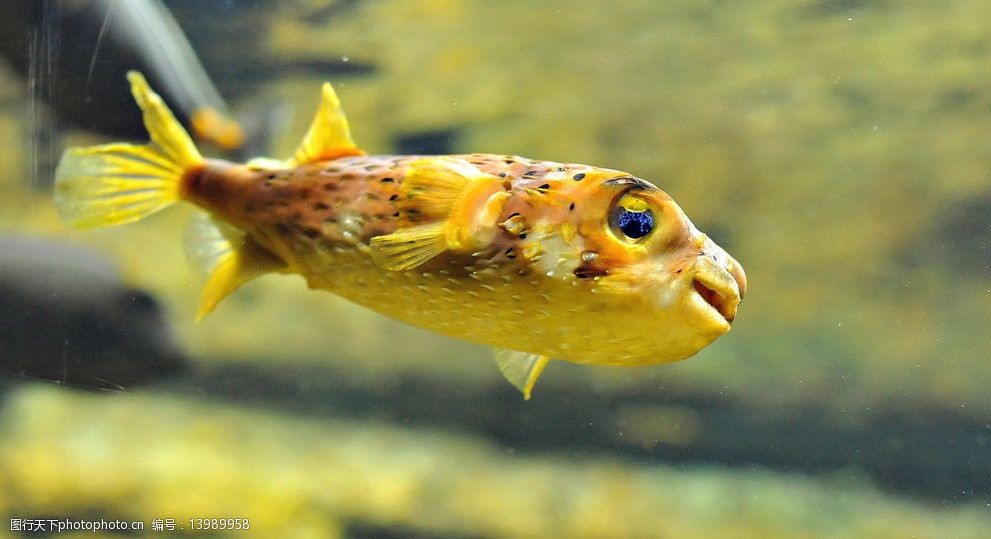 關鍵詞:深海魚高清桌面 深海魚類 生物 海洋魚類 高清 壁紙 海洋生物