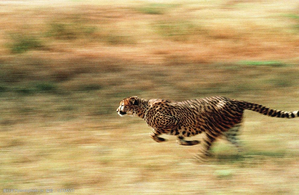 金钱豹豹子动物图片