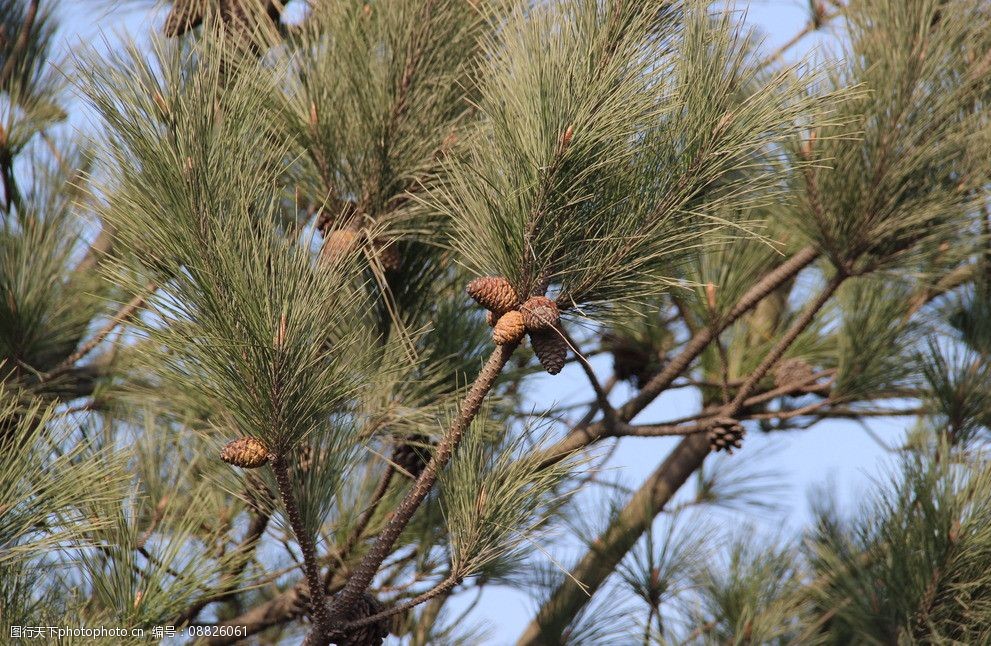 树上的松苞图片
