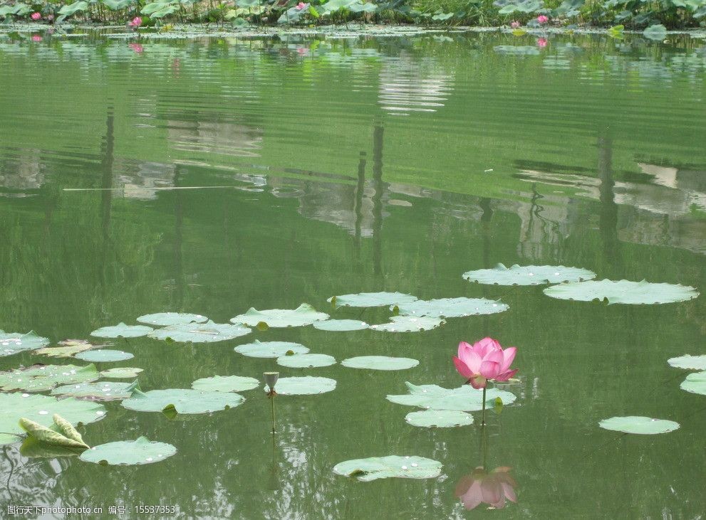 荷花池塘圖片