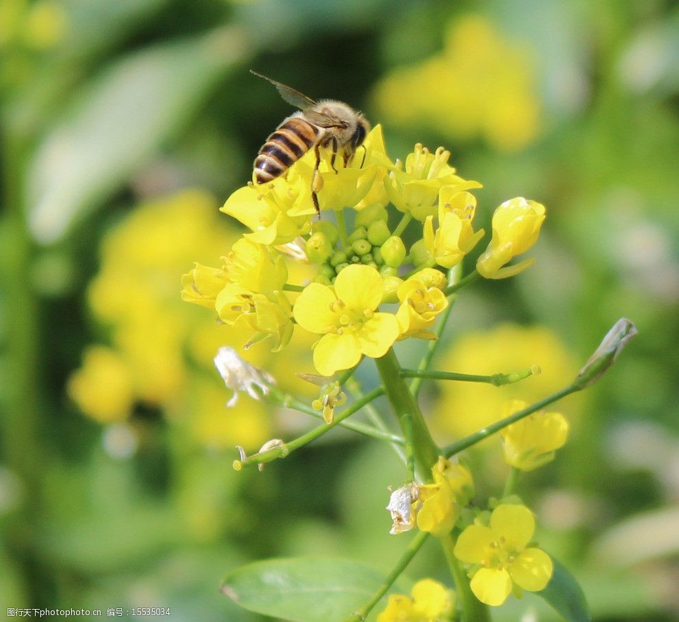 蜜蜂采花大自然图片图片