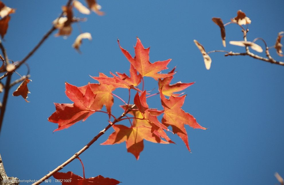 山東濟南紅葉谷的秋葉圖片