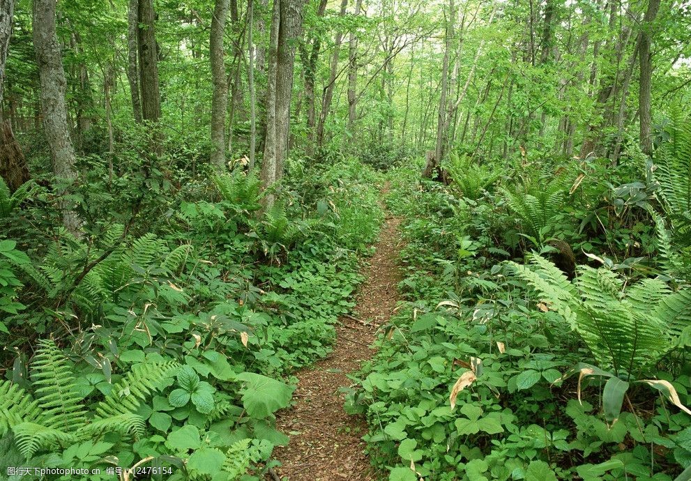 树林景色图片图片-图行天下图库