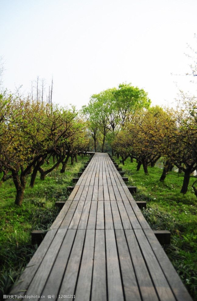 西溪湿地长廊图片