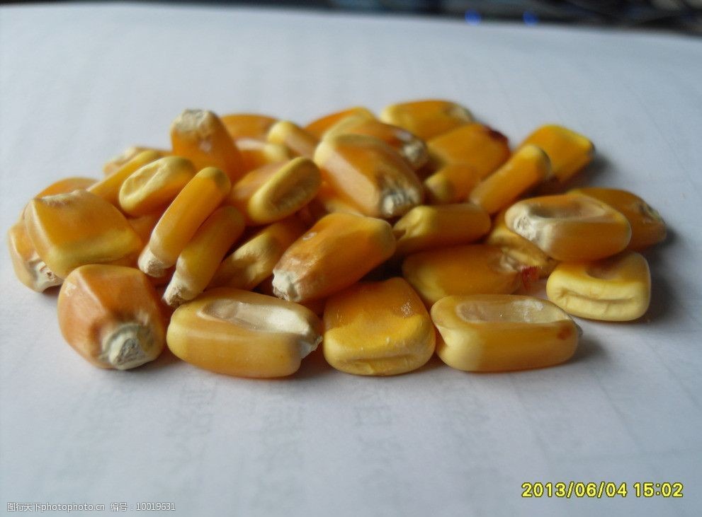 玉米籽粒图片