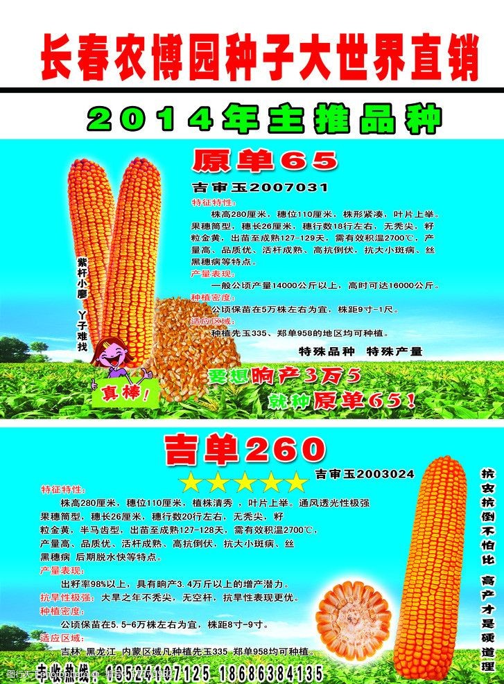 玉米种子宣传单图片图片