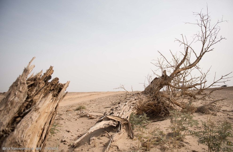 关键词:杀手之残杨 沙漠 环境扼杀 自然破坏 树木 干旱 保护环境 自然